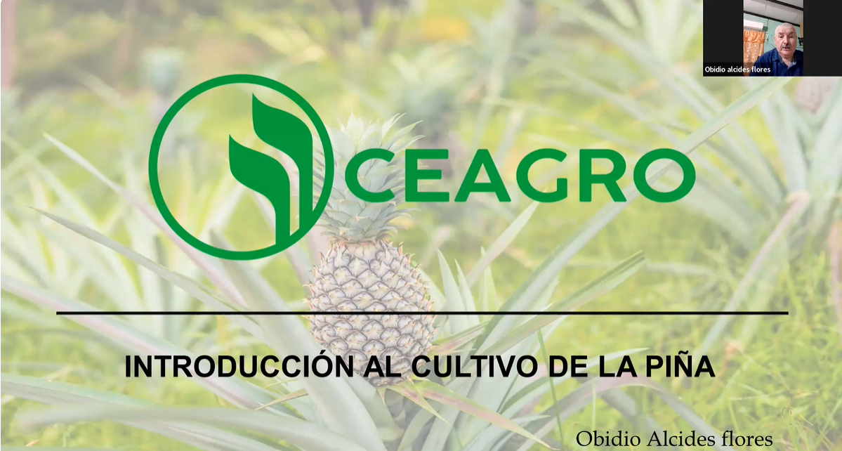 Introducción al cultivo de Piña